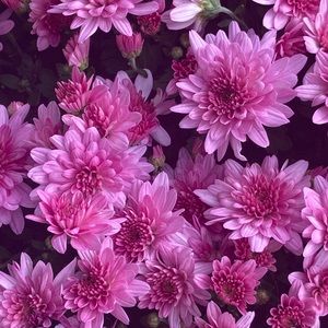 Meet your Posher, Gwen